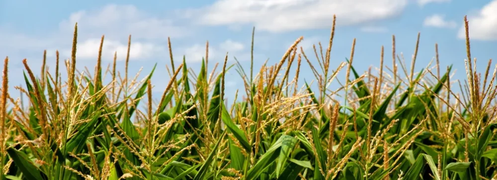 siarczan miedzi siedmiowodny nawóz